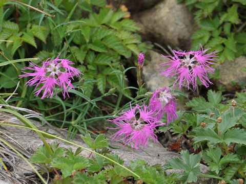 Dianthus superbus var. speciosus