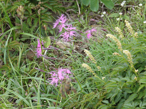 Dianthus superbus var. speciosus