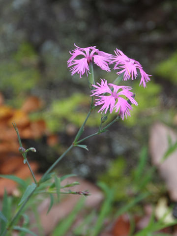 Dianthus superbus var. speciosus