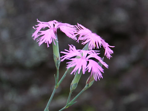 Dianthus superbus var. speciosus