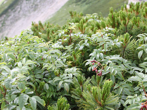 Sorbus sambucifolia