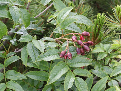 Sorbus sambucifolia