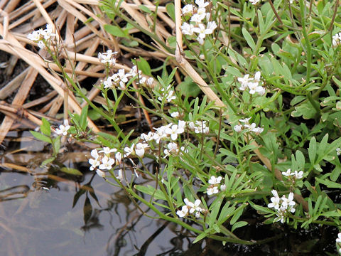 Cardamine flexuosa