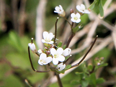 Cardamine flexuosa