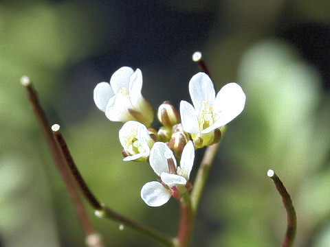 Cardamine flexuosa