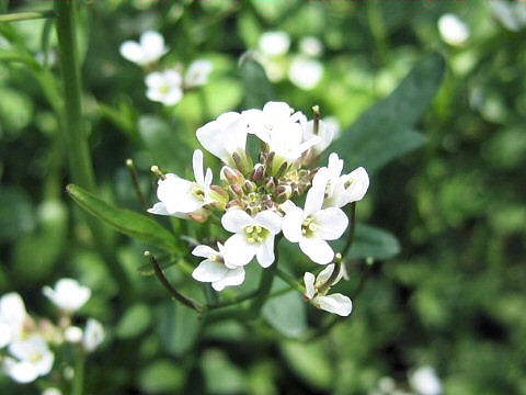 Cardamine flexuosa