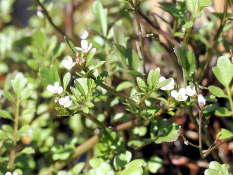 Cardamine flexuosa