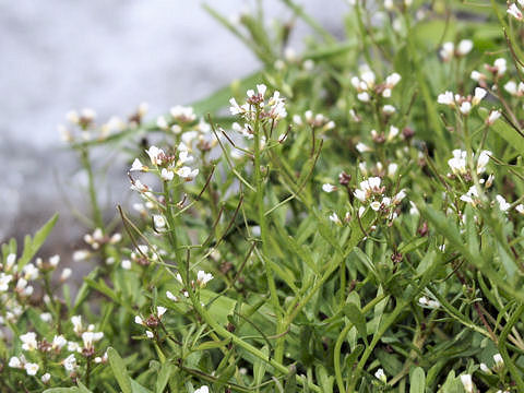 Cardamine flexuosa