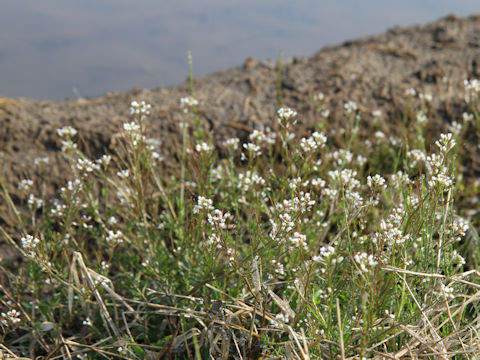 Cardamine flexuosa