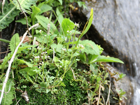 Cardamine flexuosa