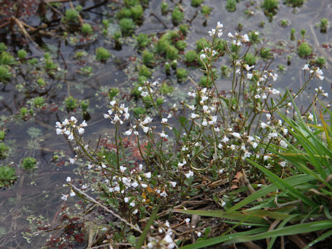 Cardamine flexuosa