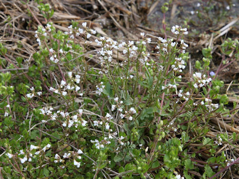 Cardamine flexuosa