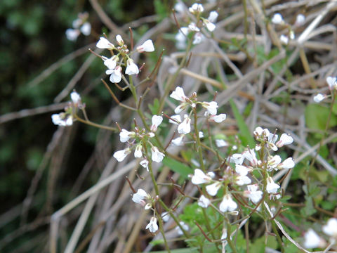 Cardamine flexuosa