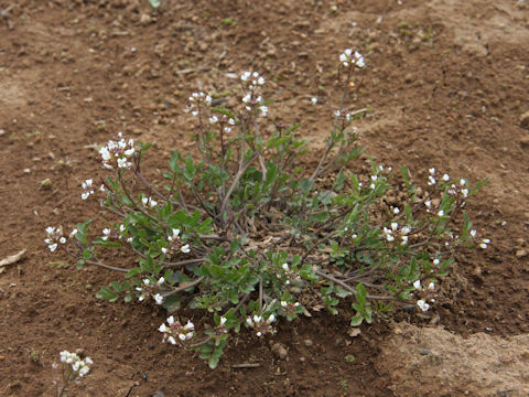 Cardamine flexuosa