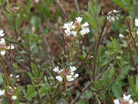 Cardamine flexuosa