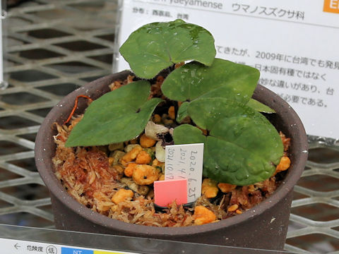Asarum leucosepalum