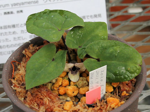 Asarum leucosepalum