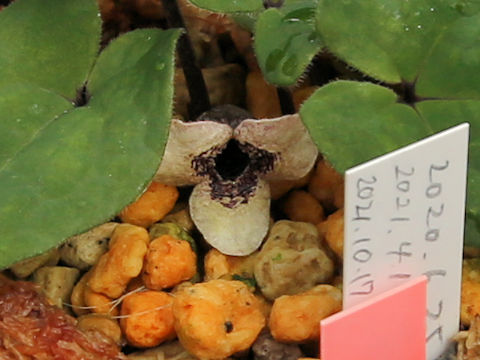 Asarum leucosepalum