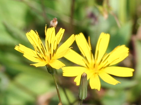 Ixeris dentata ssp. alpicola