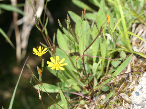 Ixeris dentata ssp. alpicola