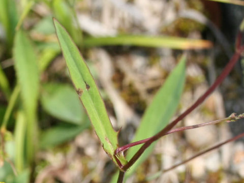 Ixeris dentata ssp. alpicola