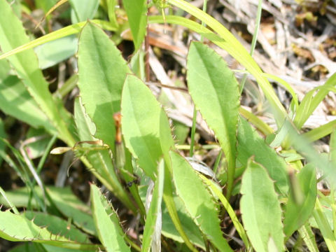Ixeris dentata ssp. alpicola