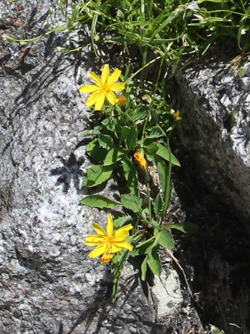 Ixeris dentata ssp. alpicola