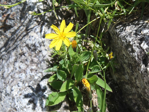 Ixeris dentata ssp. alpicola