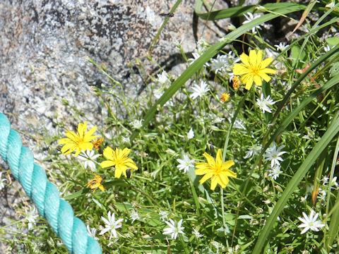 Ixeris dentata ssp. alpicola