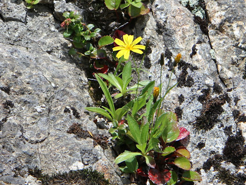 Ixeris dentata ssp. alpicola