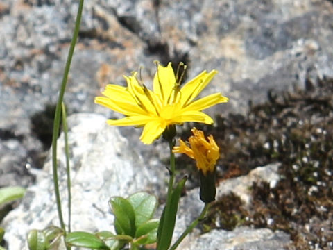 Ixeris dentata ssp. alpicola