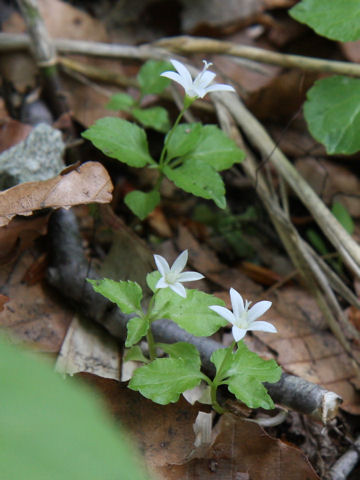 Peracarpa carnosa var. circaeoides