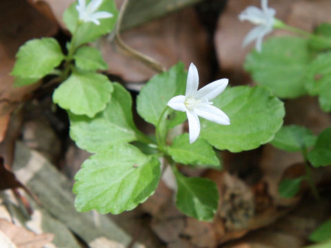 Peracarpa carnosa var. circaeoides