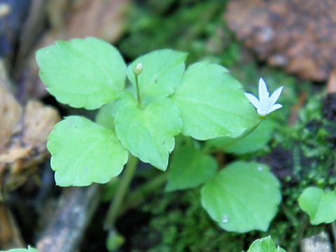 Peracarpa carnosa var. circaeoides