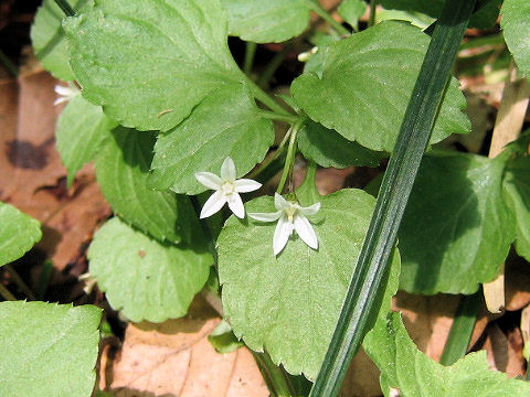 Peracarpa carnosa var. circaeoides