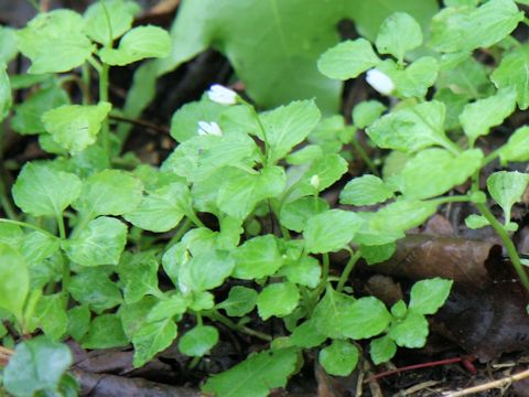 Peracarpa carnosa var. circaeoides