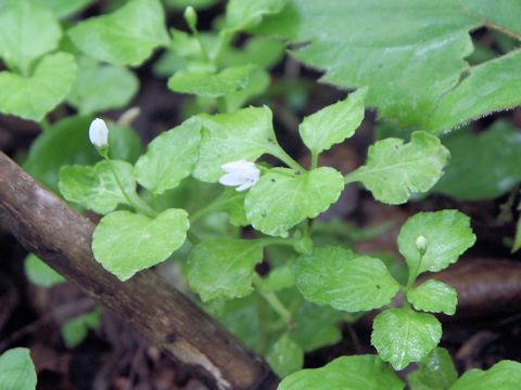 Peracarpa carnosa var. circaeoides