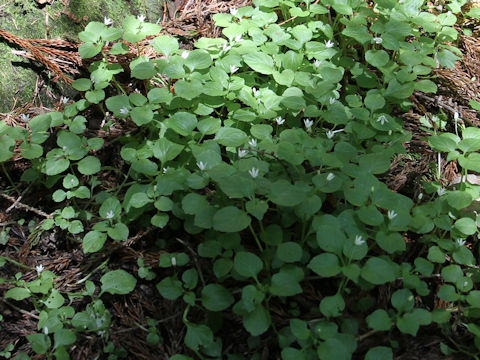 Peracarpa carnosa var. circaeoides