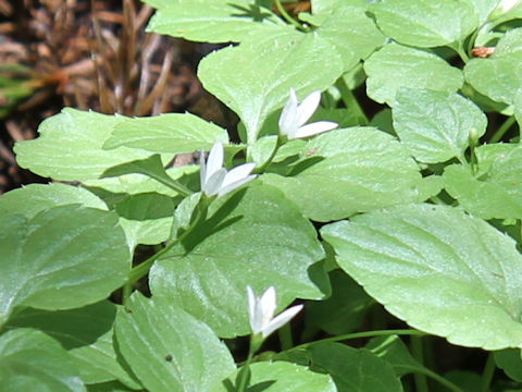 Peracarpa carnosa var. circaeoides