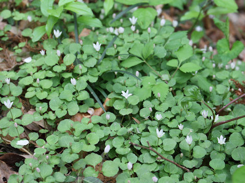 Peracarpa carnosa var. circaeoides