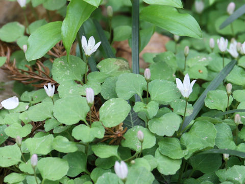 Peracarpa carnosa var. circaeoides