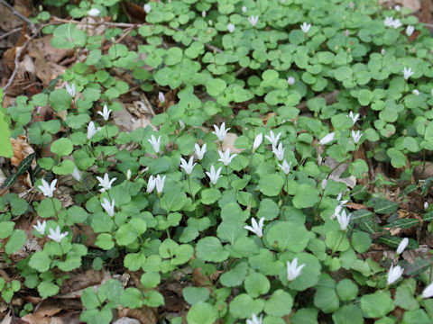 Peracarpa carnosa var. circaeoides