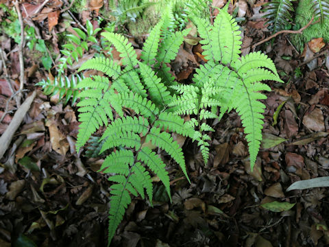 Athyrium otophorum
