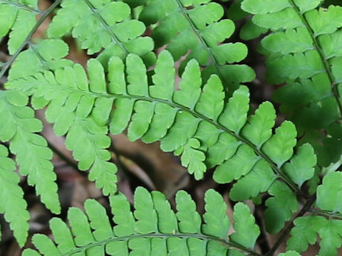 Athyrium otophorum