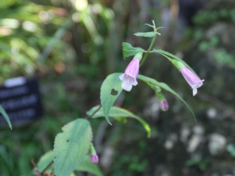 Chelonopsis longipes