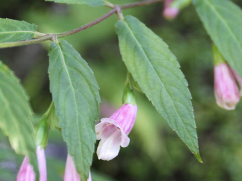 Chelonopsis longipes