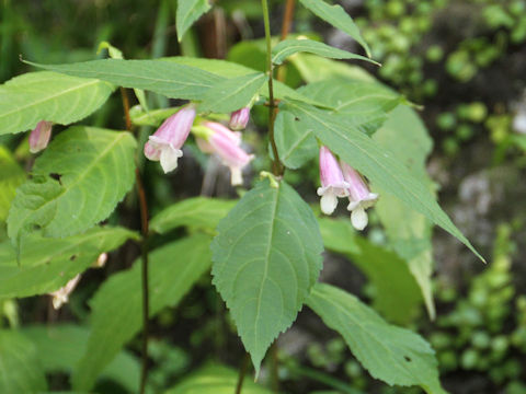 Chelonopsis longipes