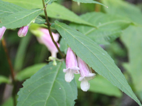 Chelonopsis longipes