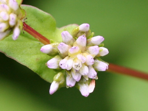 Persicaria nepalensis