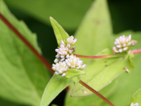 Persicaria nepalensis